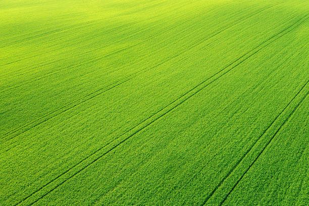 istock Green vibrant meadow aerial view 1415453779