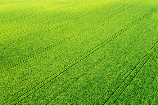 Green vibrant meadow aerial view