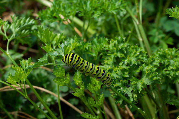 Papilio Glaucus (Eastern Tiger Swallowtail) Butterfly on Purple Penstemon. Spotted in Santa Fe, NM in June.