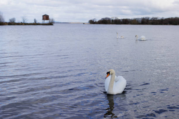 istock swan in the lake 1415458789