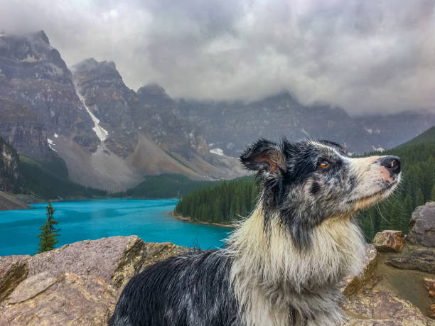 gros plan sur un chien au lac moraine - landscape national park lake louise moraine lake photos et images de collection