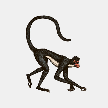 Spider Monkey Or Southern Muriqui Hanging On A Tree Hand Drawn Engraved  Sketch In Woodcut Style Vector Illustration In Vintage Style Stock  Illustration - Download Image Now - iStock