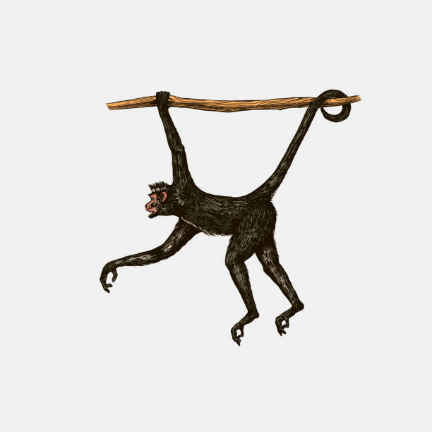 360+ Macaco Aranha Negro fotos de stock, imagens e fotos royalty