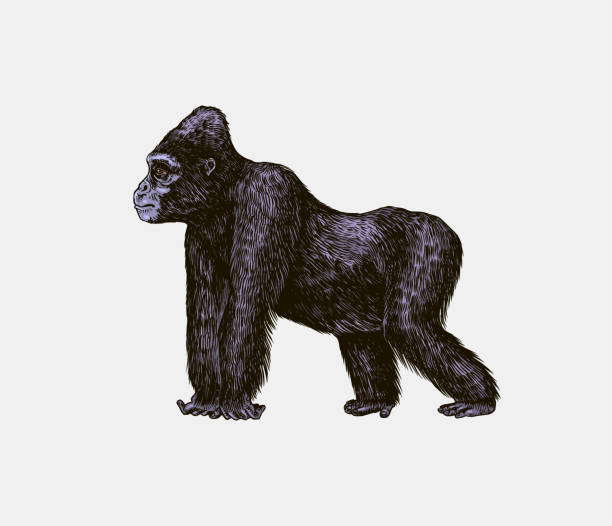 istock Western gorilla is crawling in vintage style. Giant monkey. Hand drawn engraved sketch in woodcut style. 1415462352