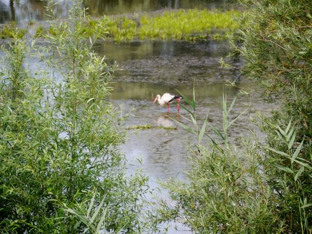 Bird in the lake