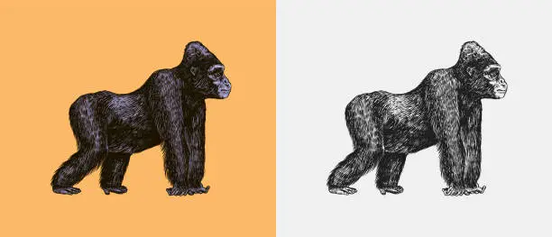Vector illustration of Western gorilla is crawling in vintage style. Giant monkey. Hand drawn engraved sketch in woodcut style.