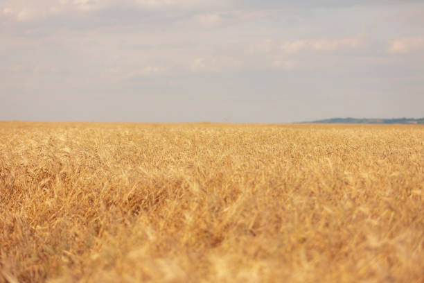 istock Composite image of wheat field with clear sky. 1415463200
