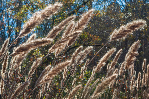 istock Cattails Bend With The Wind In A North Georgia Wetland 1415463689