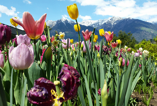 A large multicolored flowerbed with flowering bulbs, such as the tulip, narcissus, grape hyacinth, grow at high altitudes in the mountains. Selective focus.