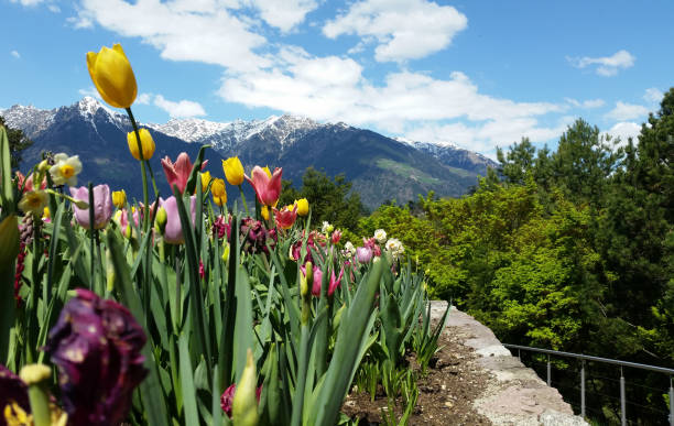 A large multicolored flowerbed with flowering bulbs, such as the tulip, narcissus, grape hyacinth, grow at high altitudes in the mountains. Selective focus.