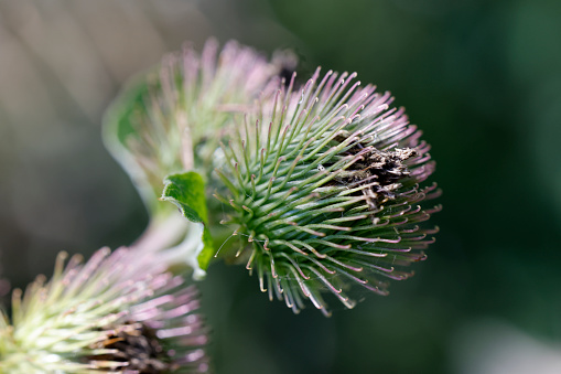 Arctium lappa, commonly called greater burdock