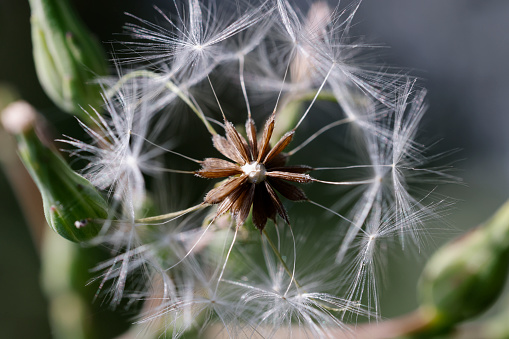 Dandelion Loosing Seeds in the Wind.