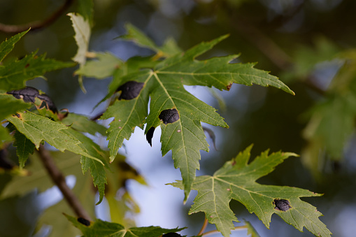 Maple leaves with fungal disease called maple tar spot, or fungal tar spot