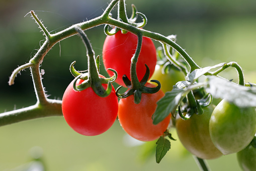 Grape tomatoes on vine