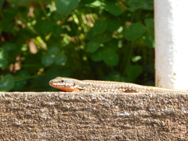 istock Lizard on top of a concrete wall 1415465837