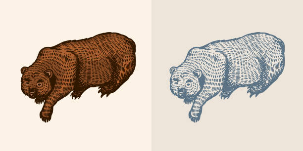 istock Grizzly bear in vintage style. Brown wild animal. The beast is playing. Hand drawn engraved old sketch for T-shirt, tattoo or label or poster. Vector illustration. 1415466814