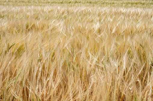 A scenic field of barley in Spain