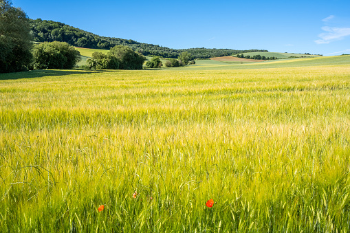 A scenic field of green wheat and rolling hills in Spain.