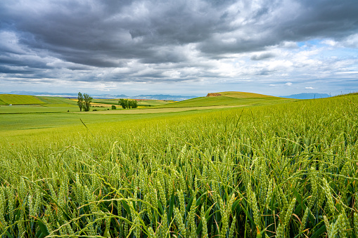 A scenic field of green wheat and rolling hills under a dramatic sky in Spain.