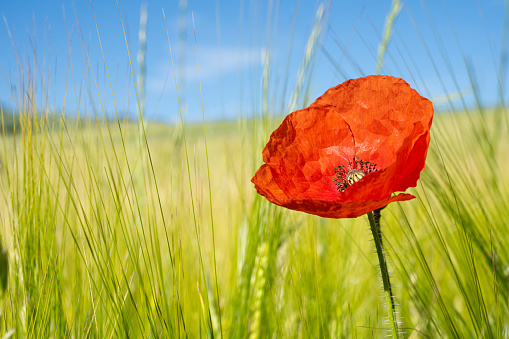 A scenic red poppy in a field of barley in Spain
