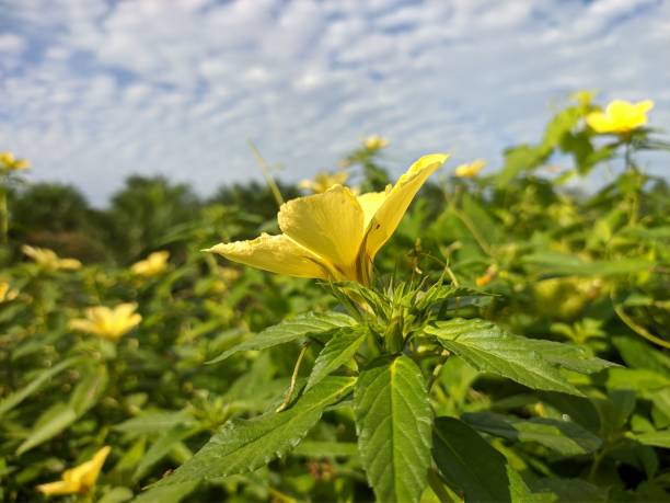 Großblättrige Damiana - Turnera ulmifolia | Großblättrige Da