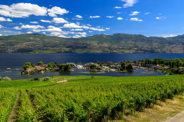 westbank west kelowna okanagan lake vineyard - kelowna okanagan scenics okanagan valley photos et images de collection