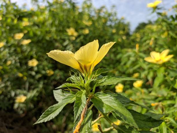 Damiana Leaf Buy Online - Herb Stomp