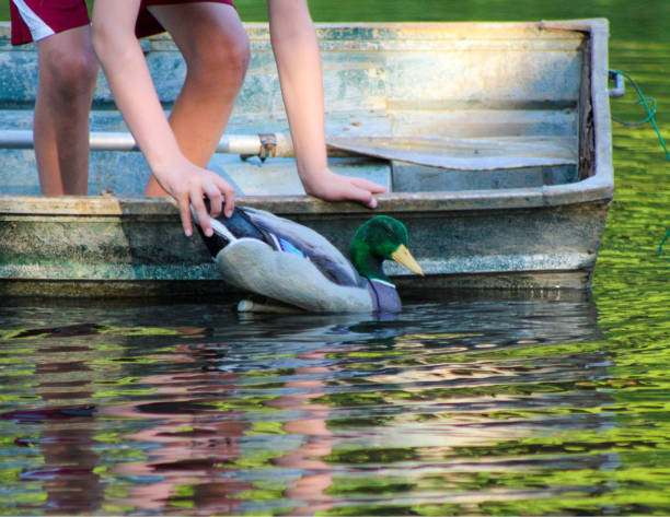 se préparer pour la chasse - decoy photos et images de collection