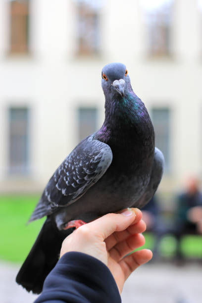 istock Grey pigeon sitting on a hand 1415472706