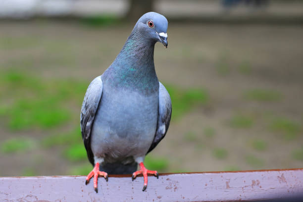 istock Grey pigeon sitting on a bench 1415472709