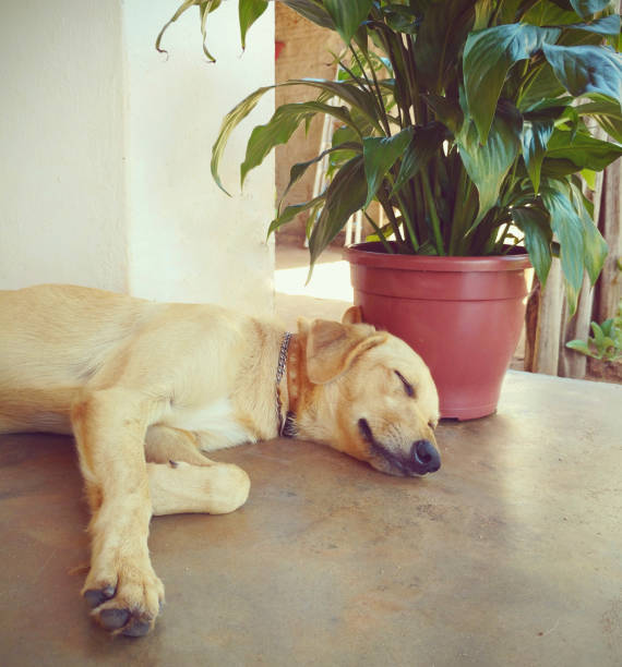 A lazy dog sleeping on a porch in a simple house on the beach on a Sunday afternoon.