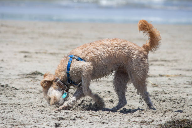 istock Dog playing in the sand at dog beach 1415474127