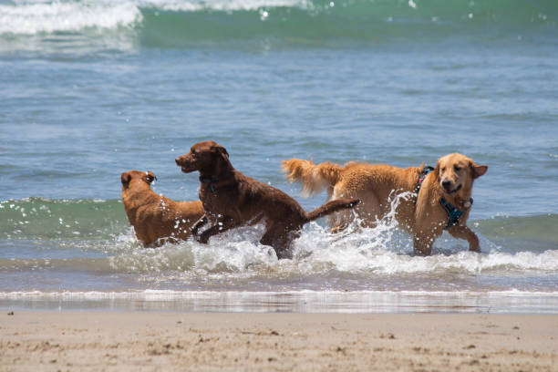 istock Dog playing in the sand at dog beach 1415474362