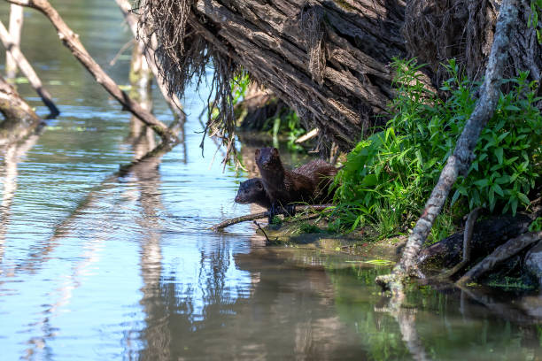 The American mink (Neogale vison) The American mink on the hunt american mink stock pictures, royalty-free photos & images