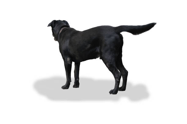 istock Black labrador retriever standing on side views on white background. with clipping paths 1415476072