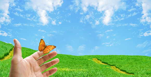 Butterfly on hand to let go flying to nature blue sky and green for freedom life, Butterfly on hand in the jungle the beauty of nature.