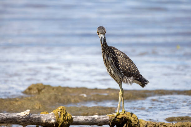 istock The yellow-crowned night heron (Nyctanassa violacea), young bird. 1415477201