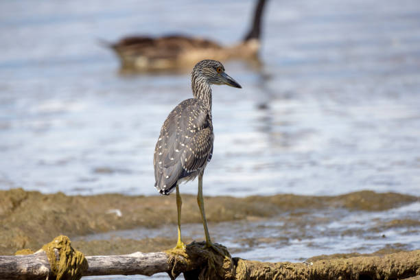 istock The yellow-crowned night heron (Nyctanassa violacea), young bird. 1415477255