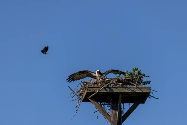 istock The western osprey (Pandion haliaetus ) on the nest. 1415477309