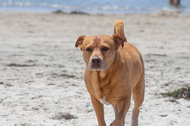 istock Dog playing in the sand at dog beach 1415478197