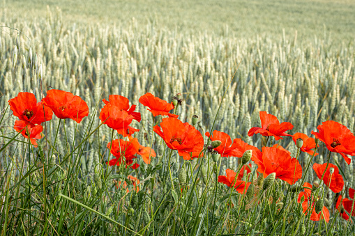 Poppies In Meadow With Blue Sky And Sunlight
