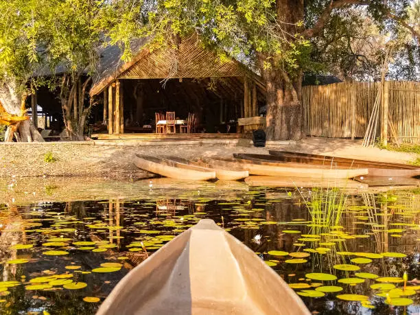 Water lily pond with dugout canoe arriving on Okavango Delta wetland with restful shelter under treein Botswana.