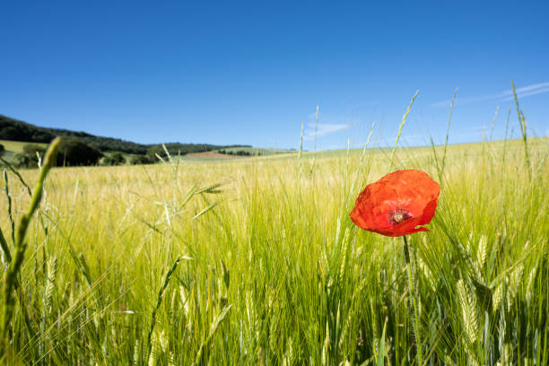 A scenic red poppy in a field of barley in Spain