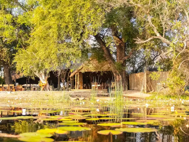 Water lily pond on Okavango Delta wetland with restful shelter under treein Botswana.