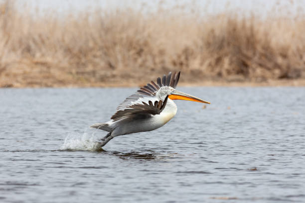 istock Dalmatian Pelican jumps before take off 1415479117