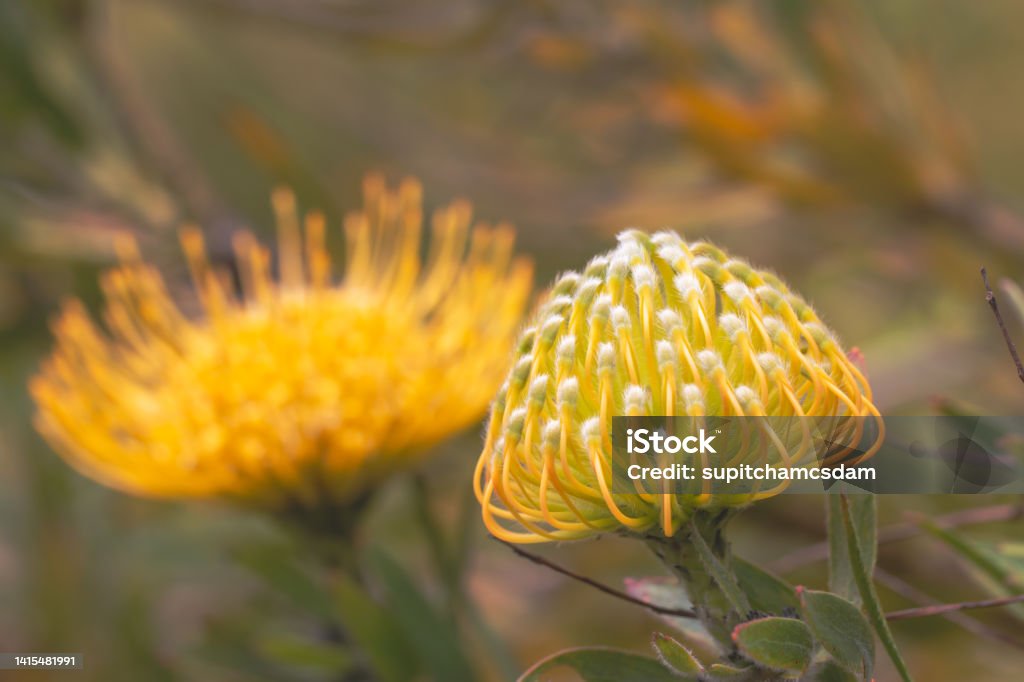 Close up of  yellow  flower head of a leucospermum in the garden at Hawaii. Beauty Stock Photo