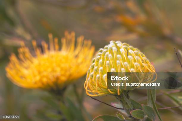 Close Up Of Yellow Flower Head Of A Leucospermum In The Garden At Hawaii Stock Photo - Download Image Now