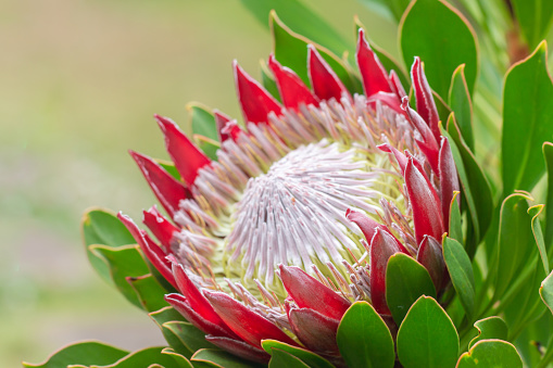 Close up of  King protea, Protea cynaroides  in the garden at Hawaii