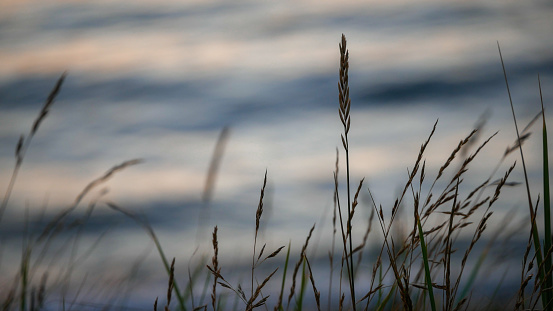 Hay near the beach during a sunset