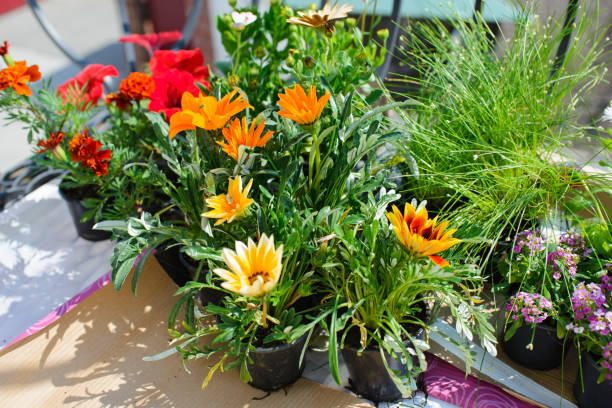 istock Time to transplant houseplants on a balcony 1415488527